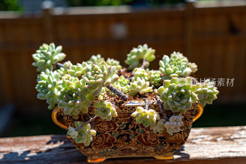 葡萄藤'A Grim One' - Echeveria elegans prolifica - Mexican Snowball -多肉植物